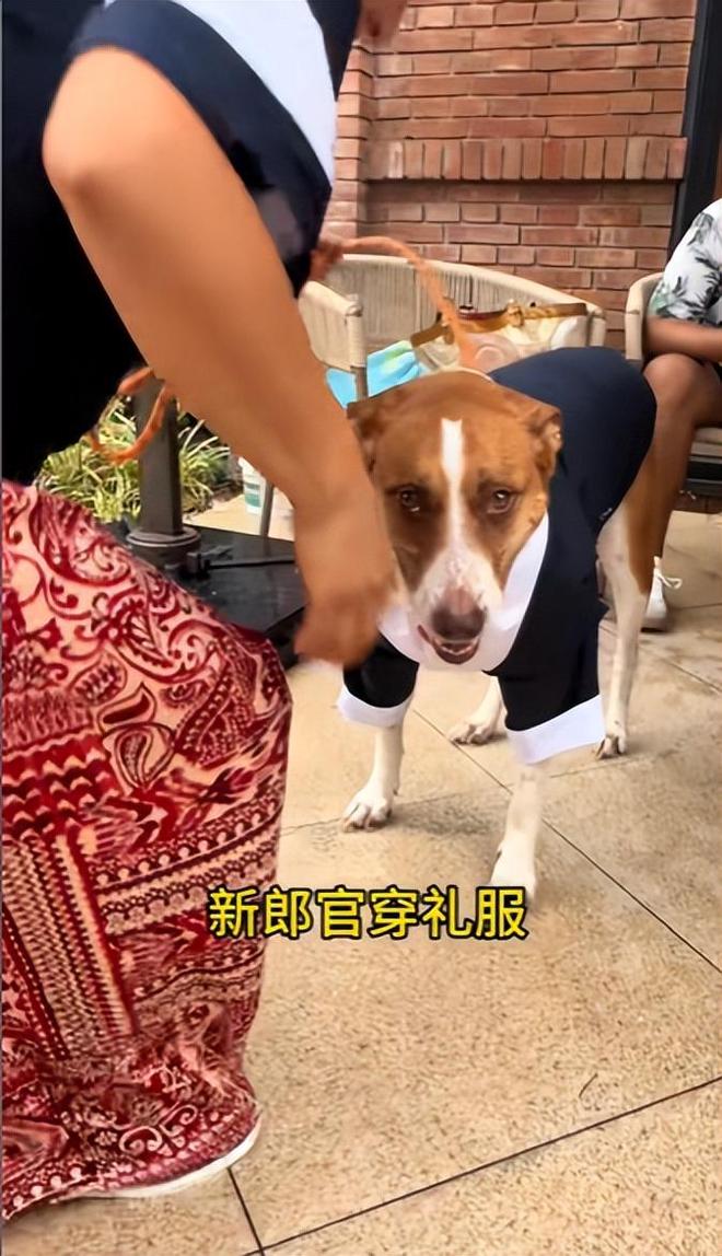 豪车法拉利接亲外国小伙乐坏了开元棋牌富婆给狗办婚礼送豪宅(图9)
