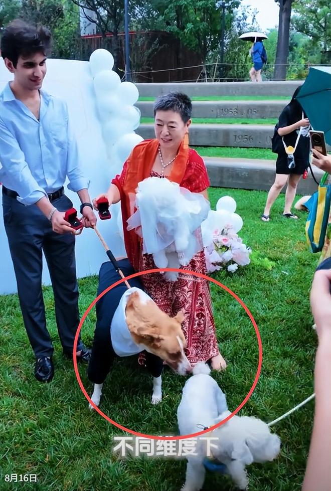 豪车法拉利接亲外国小伙乐坏了开元棋牌富婆给狗办婚礼送豪宅(图18)