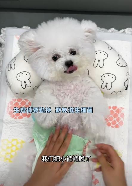 豪车法拉利接亲外国小伙乐坏了开元棋牌富婆给狗办婚礼送豪宅(图16)