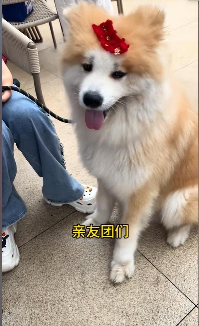 豪车法拉利接亲外国小伙乐坏了开元棋牌富婆给狗办婚礼送豪宅(图15)