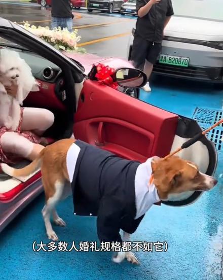 豪车法拉利接亲外国小伙乐坏了开元棋牌富婆给狗办婚礼送豪宅(图23)