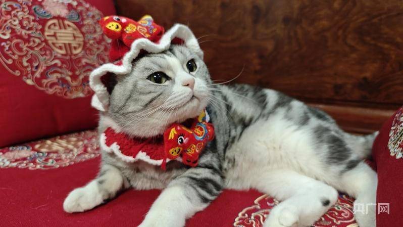 宠物“年夜饭”市场走俏开元棋牌app春节将至